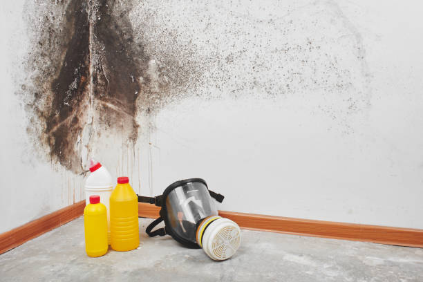 Best Residential Mold Remediation in East Bakersfield, CA