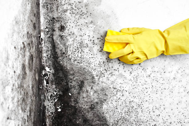 Best Mold Remediation for Specific Building Types in East Bakersfield, CA