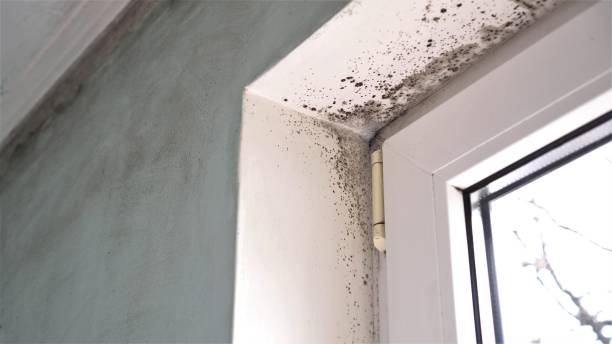 Best Bathroom Mold Remediation in East Bakersfield, CA