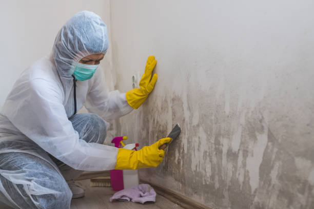 Best White Mold Remediation in East Bakersfield, CA