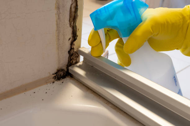 Best Commercial Mold Remediation in East Bakersfield, CA