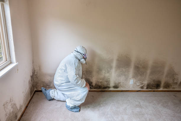 Best Basement Mold Remediation in East Bakersfield, CA