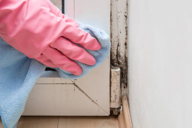Best Mold Remediation for Schools in East Bakersfield, CA